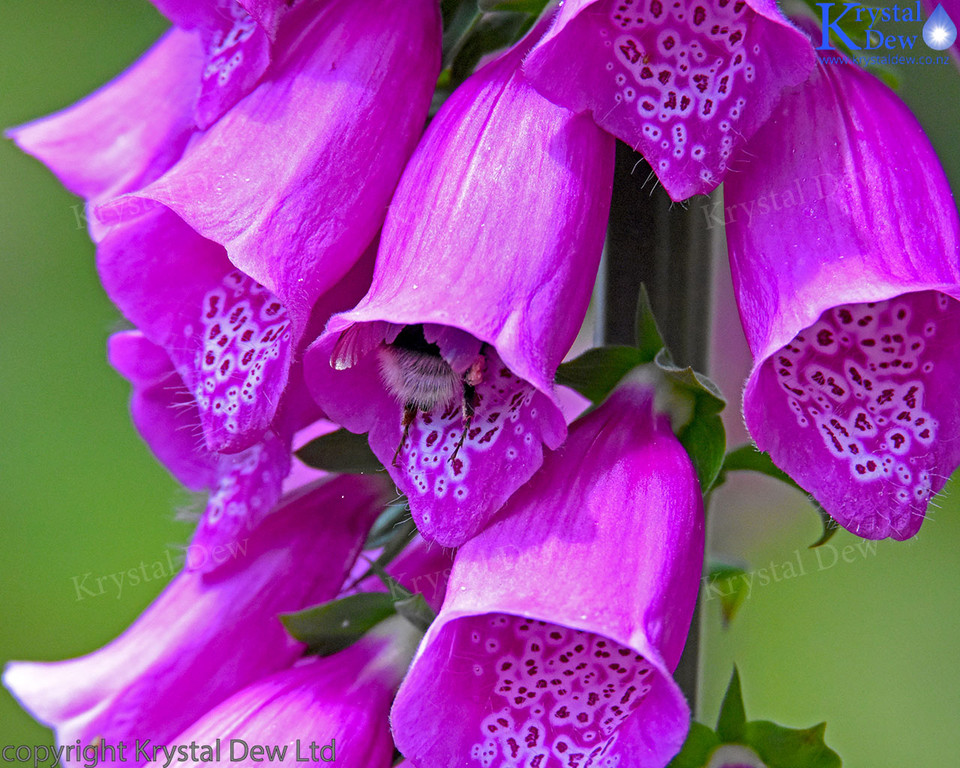 Purple Foxglove With Bumble Bee