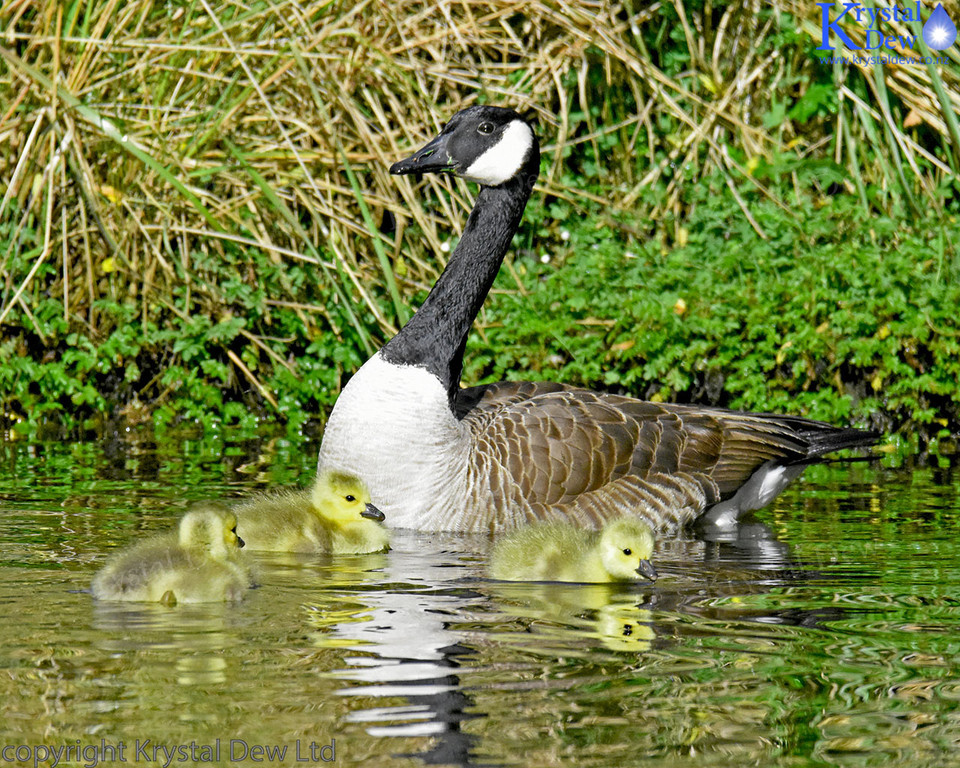 Canada Goose With Goslings