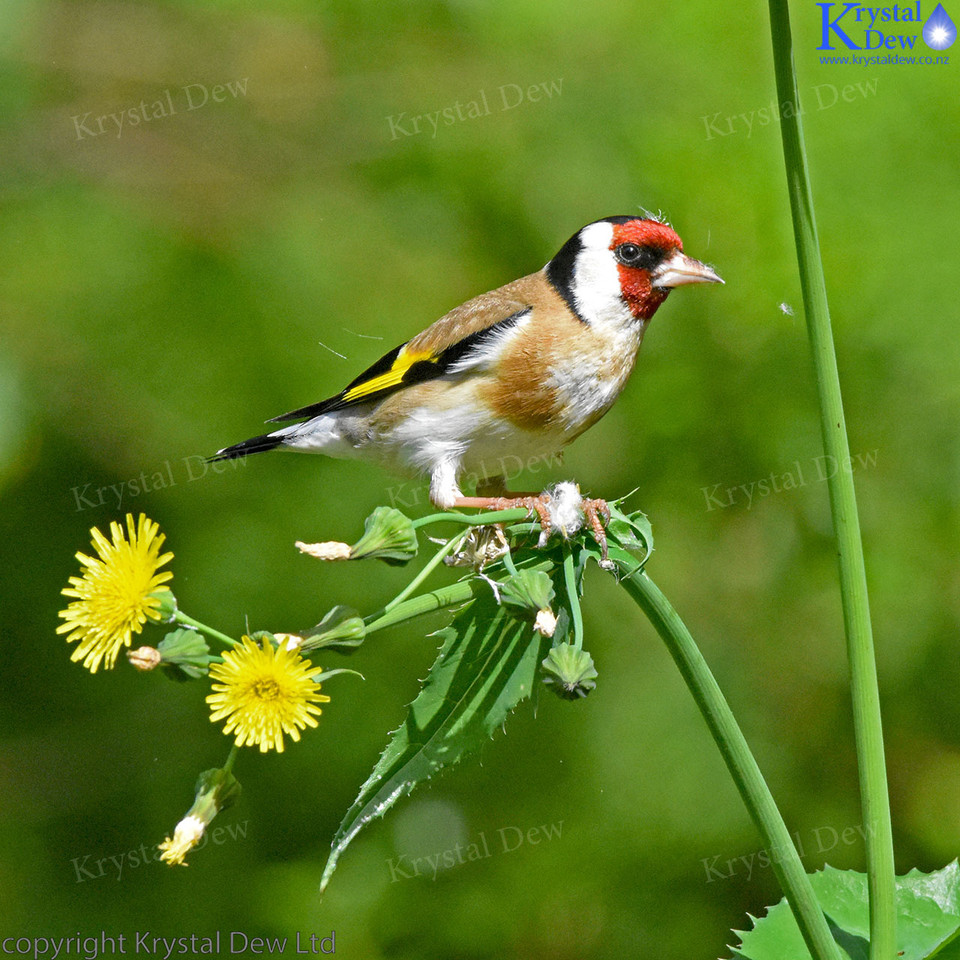goldfinch feeding on puha seeds