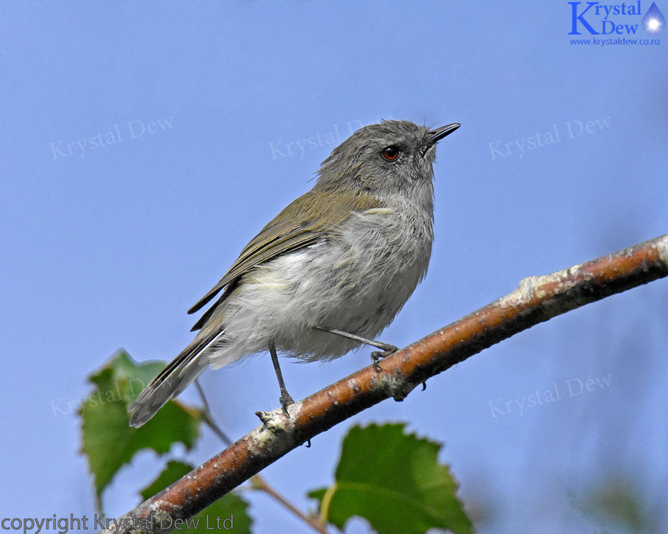 Grey Warbler In The Silver Birch