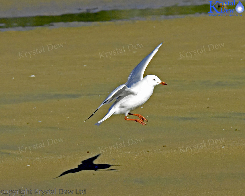 Red Billed Gull Landing