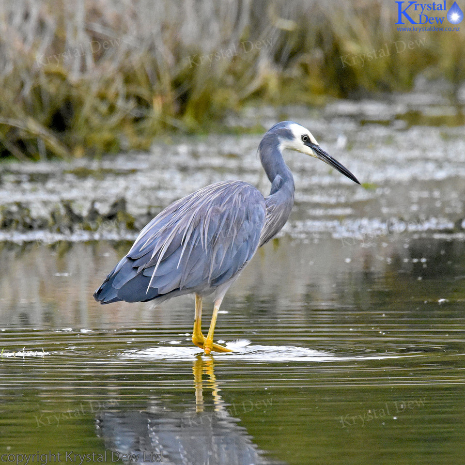 White Faced Heron