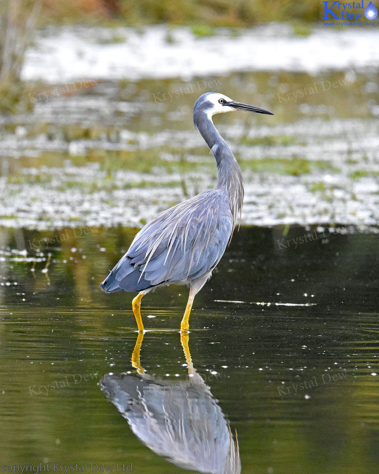 White Faced Heron