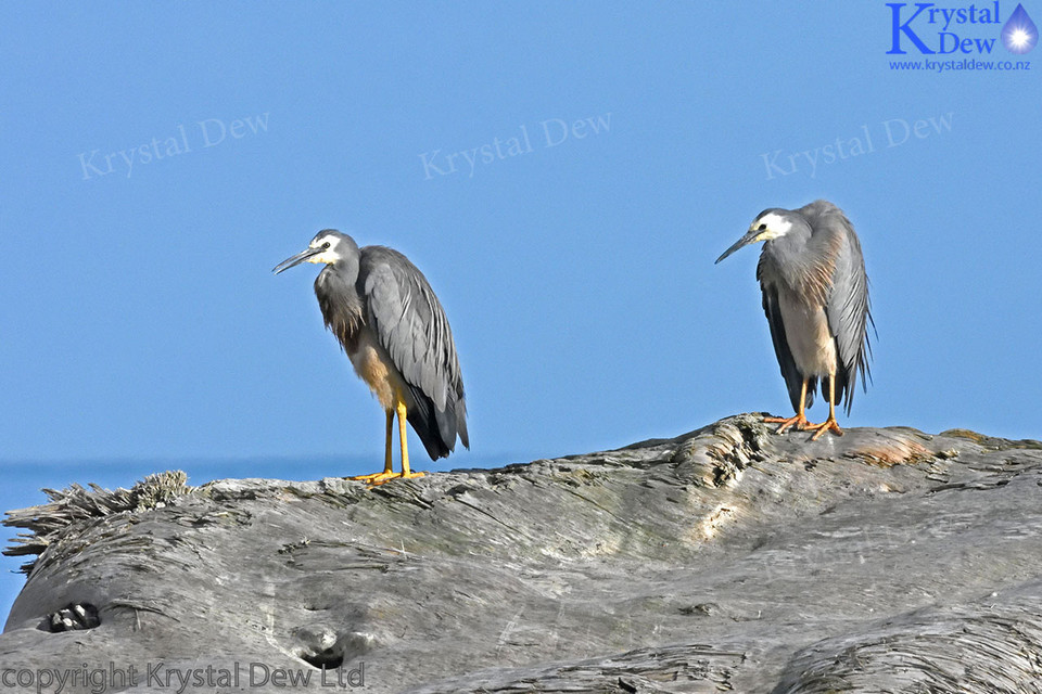 Pair of White Faced Herons at Beach