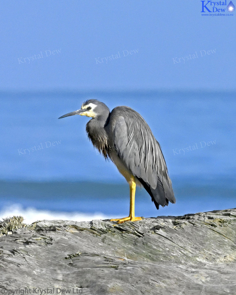 White Faced Heron At Beach