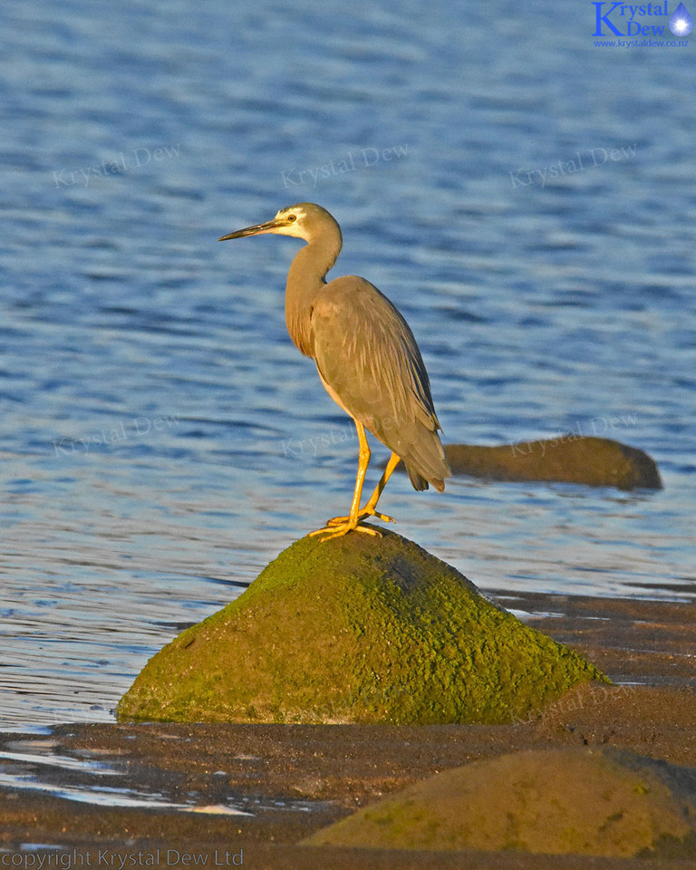 White Faced Heron On Rock