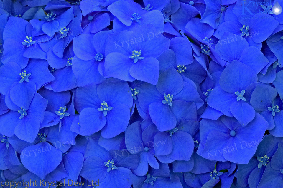 Blue Hydrangea Freshly Opened