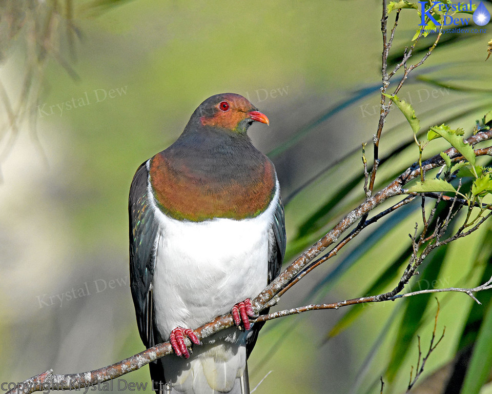 Kereru - Wood Pigeon, Glenfern Sanctuary