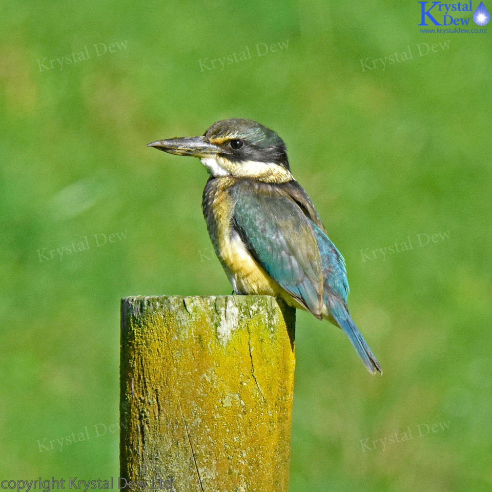 New Zealand Sacred Kingfisher