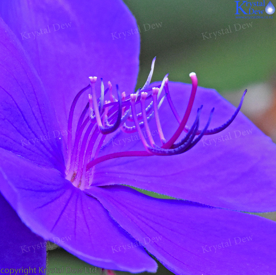 Lasiandra Flower