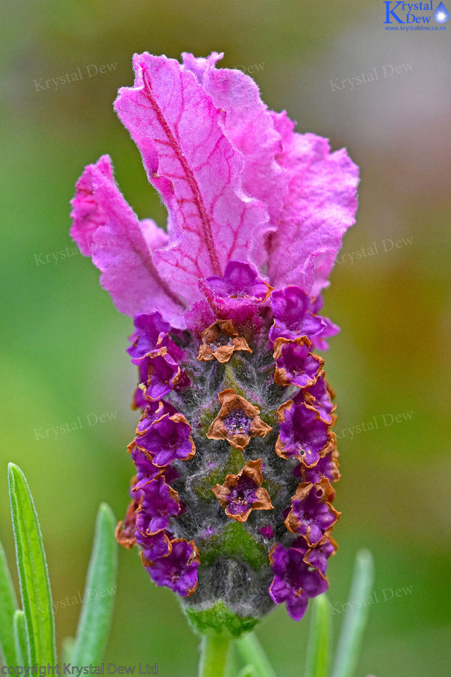 Lavender Flower