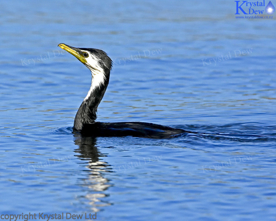 Little Shag