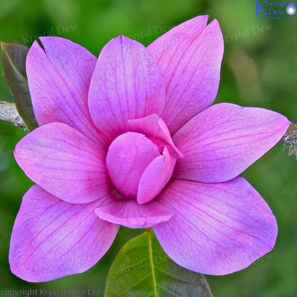 Magnolia Flower