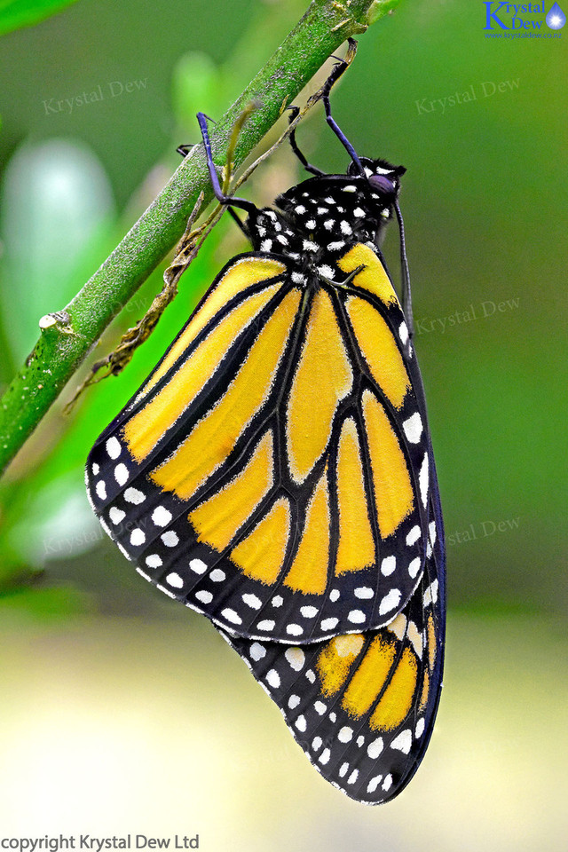 Monarch Butterfly