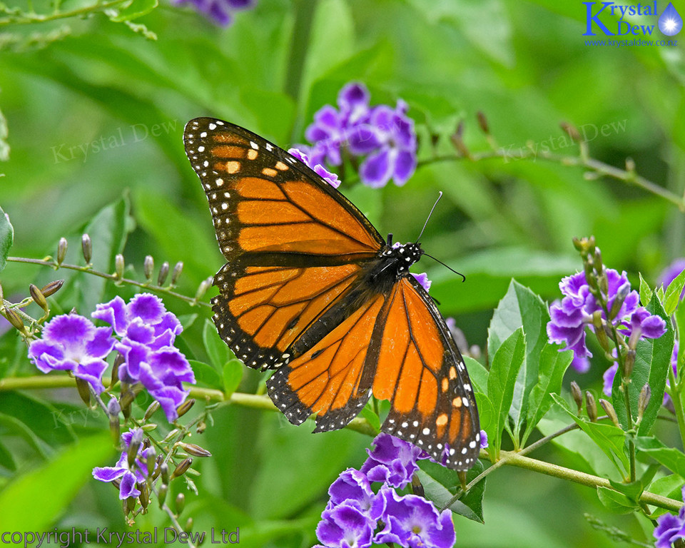 Monarch Buttterfly