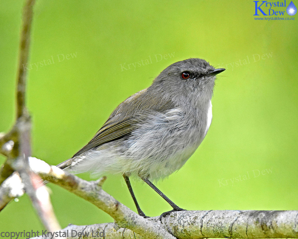 Grey Warbler In Silver Birch