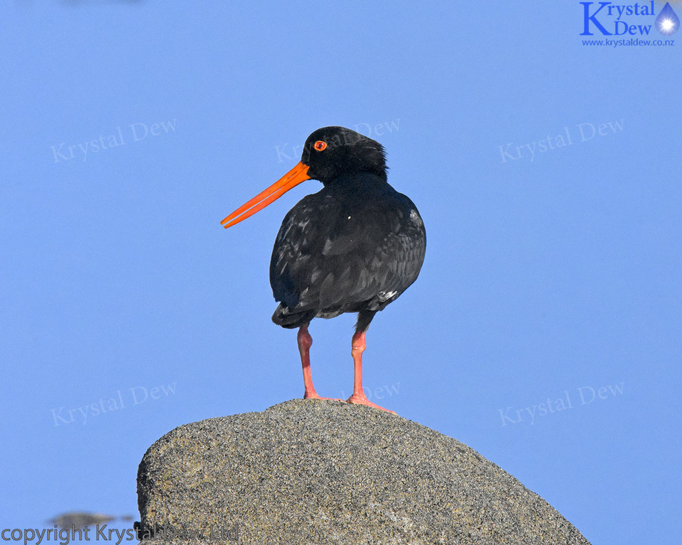 variable oystercatcher