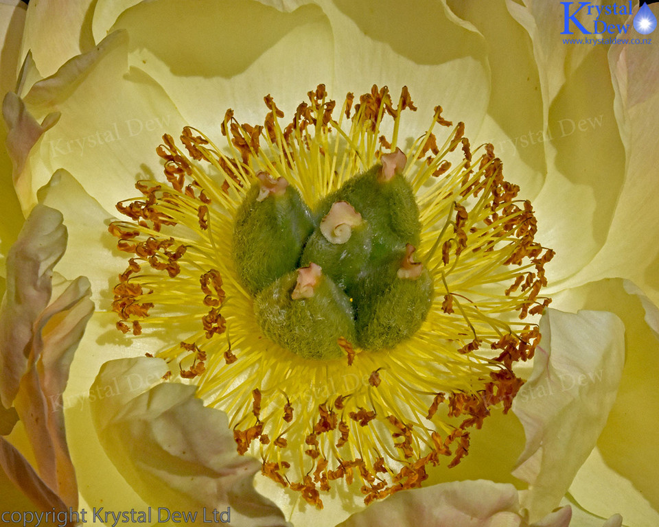 yellow peony