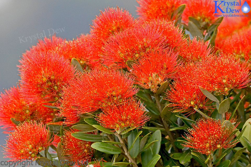 Pohutakawa flowers