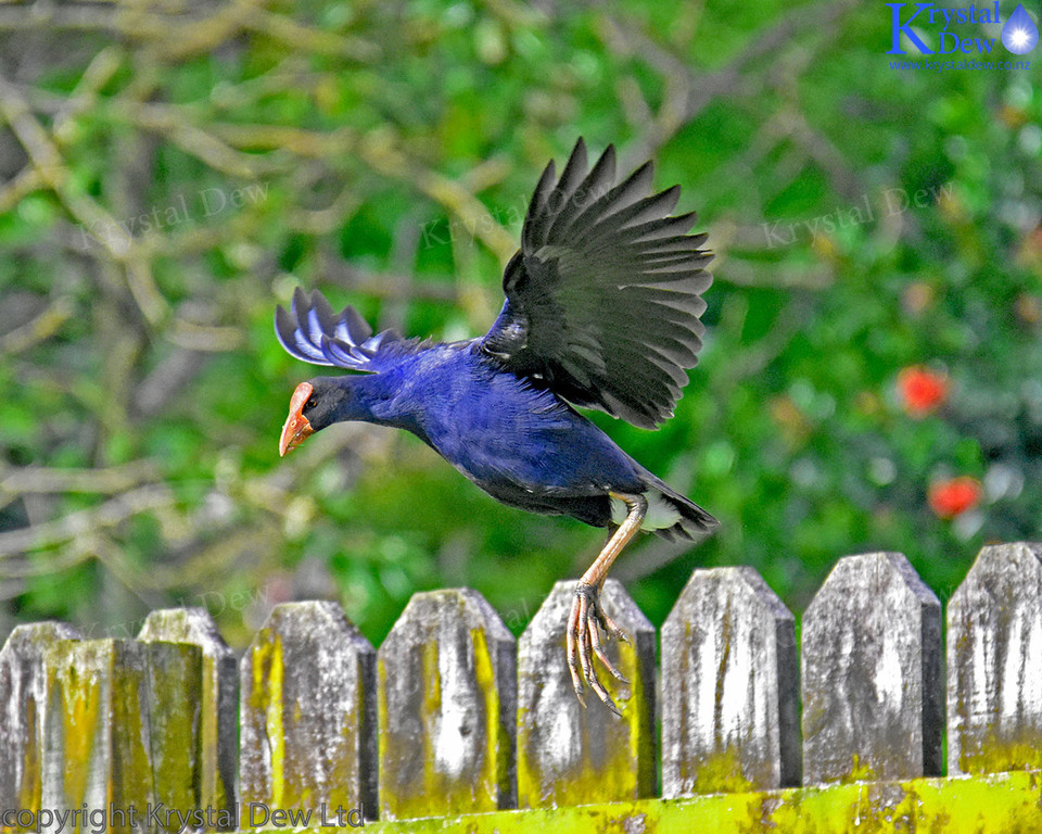 Pukeko launching from fence