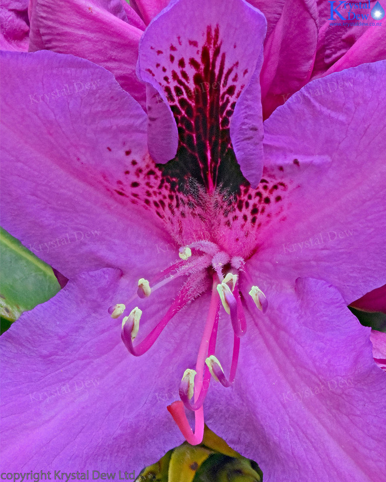 Bee Sting Rhododendron