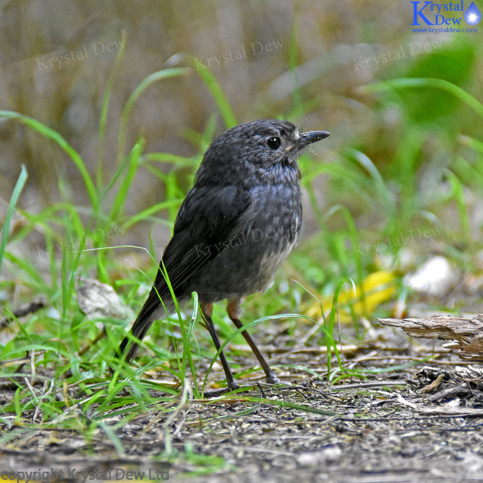 North Island Robin