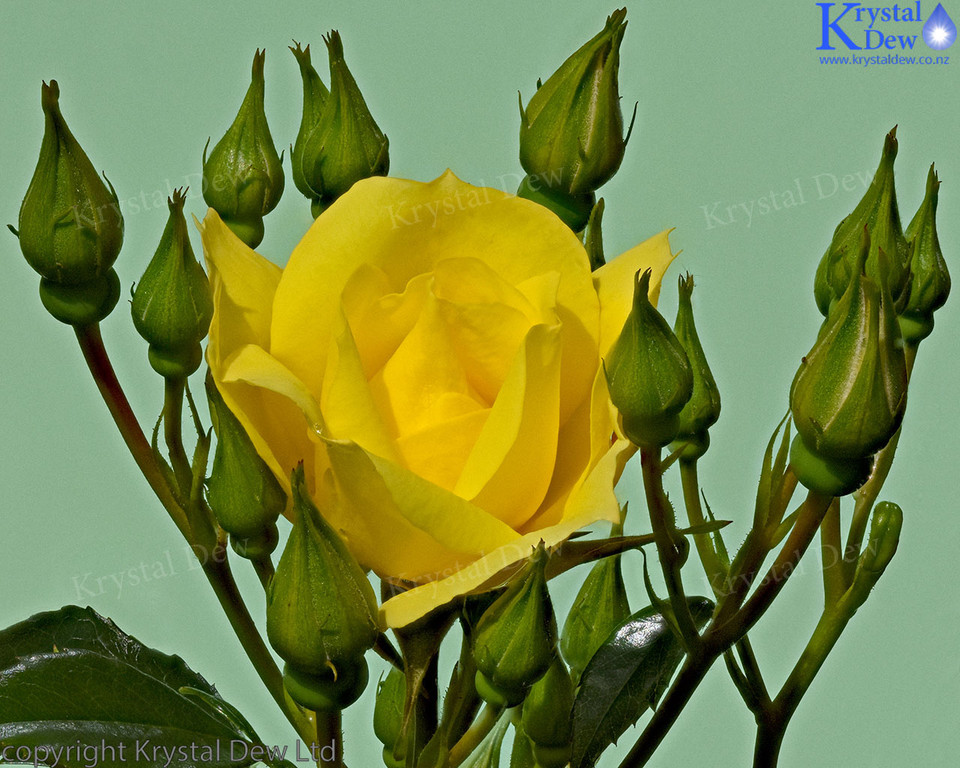 Yellow Rose