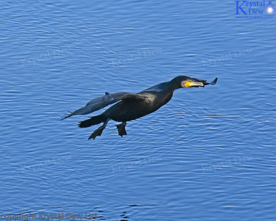 Black Shag