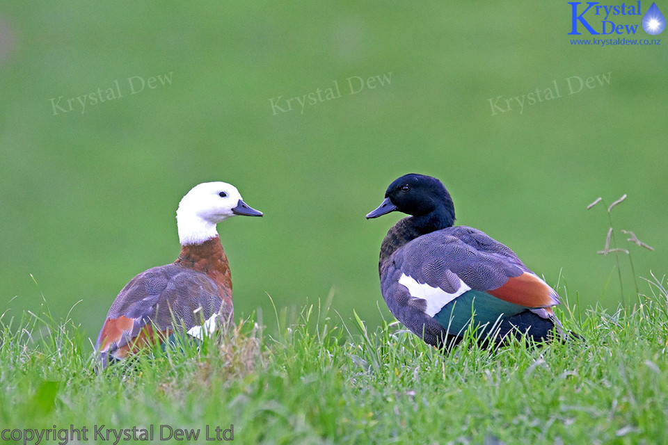 Paradise Shelduck