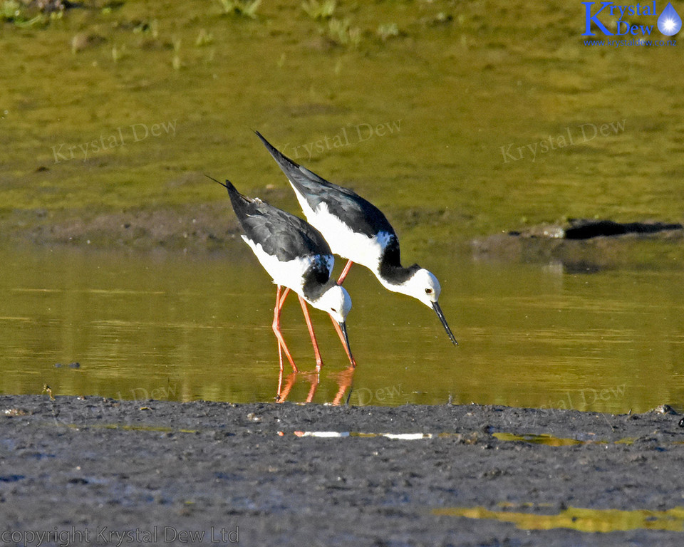 pied stilt