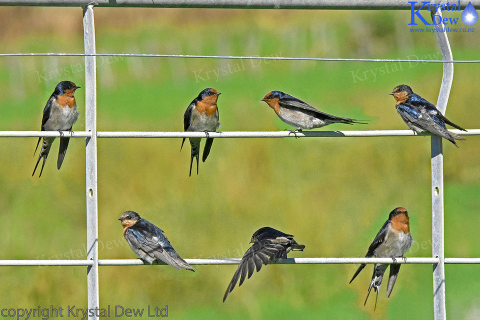 swallows on gate
