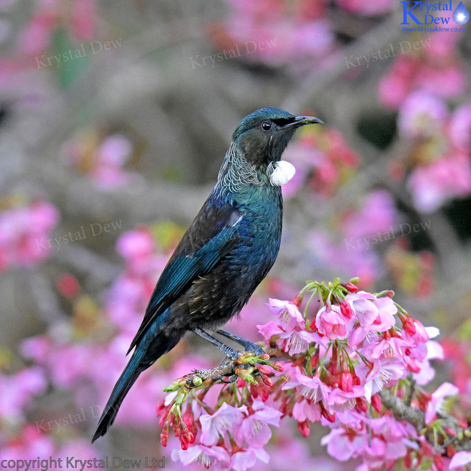 Tui in cherry tree