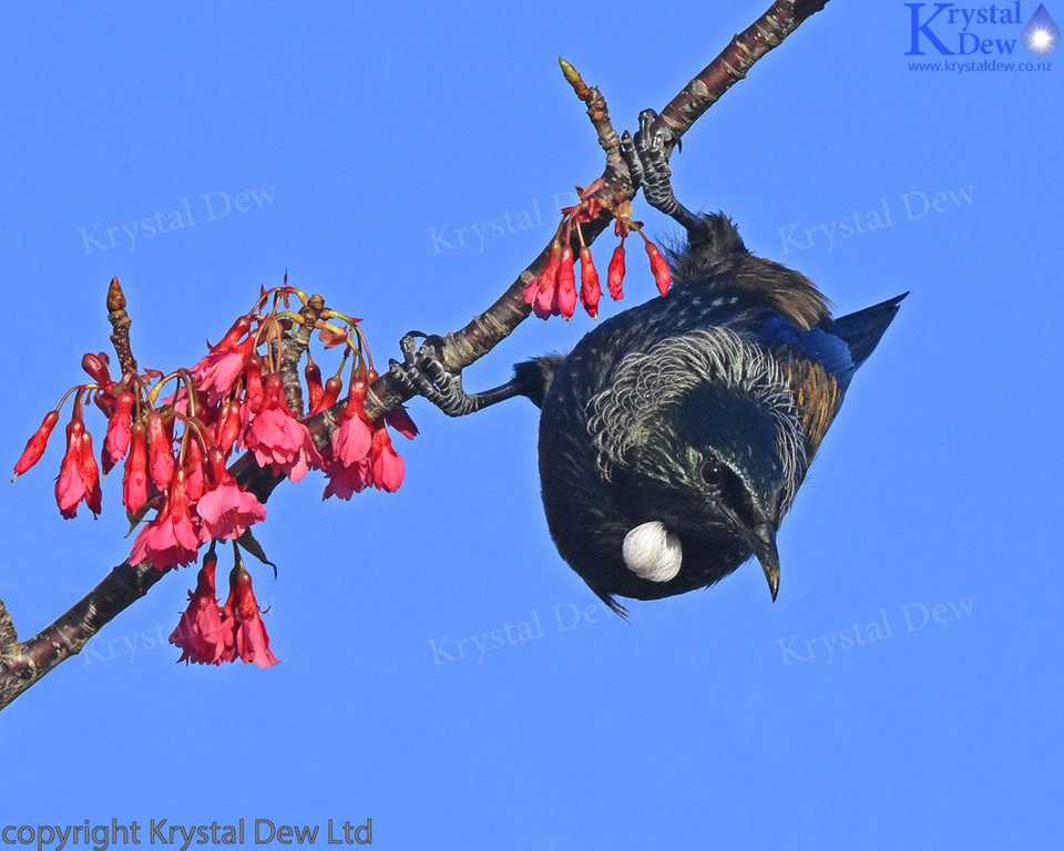 Tui In Cherry Tree