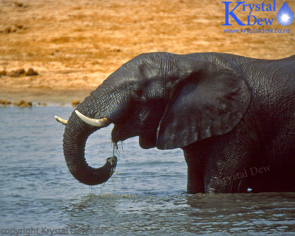 Elephant In Waterhole