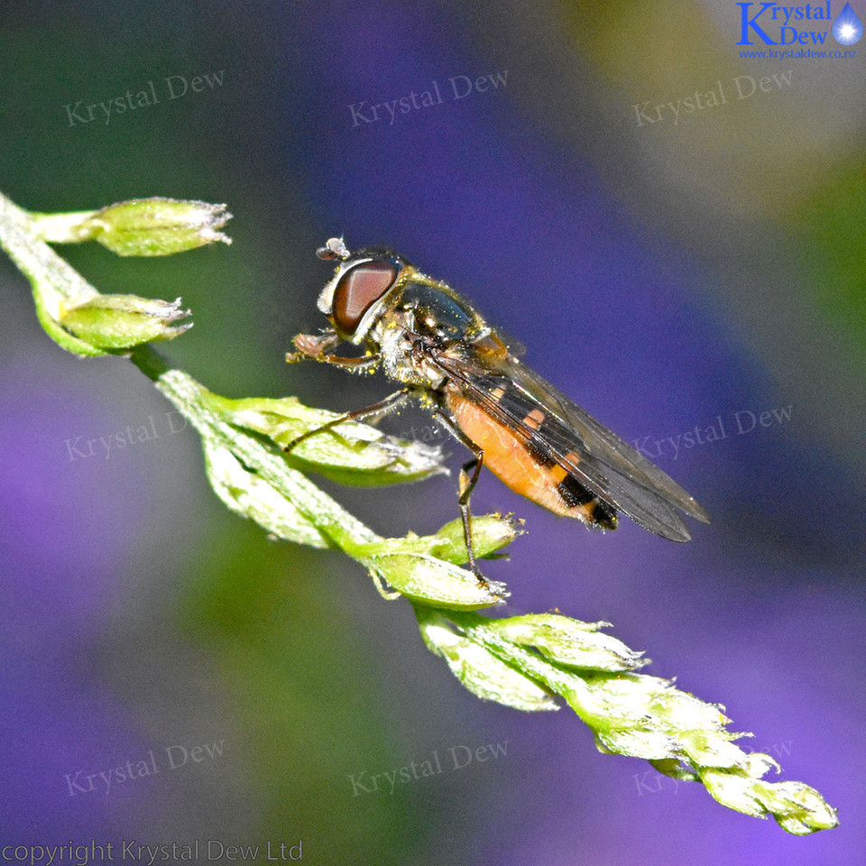 Hoverfly