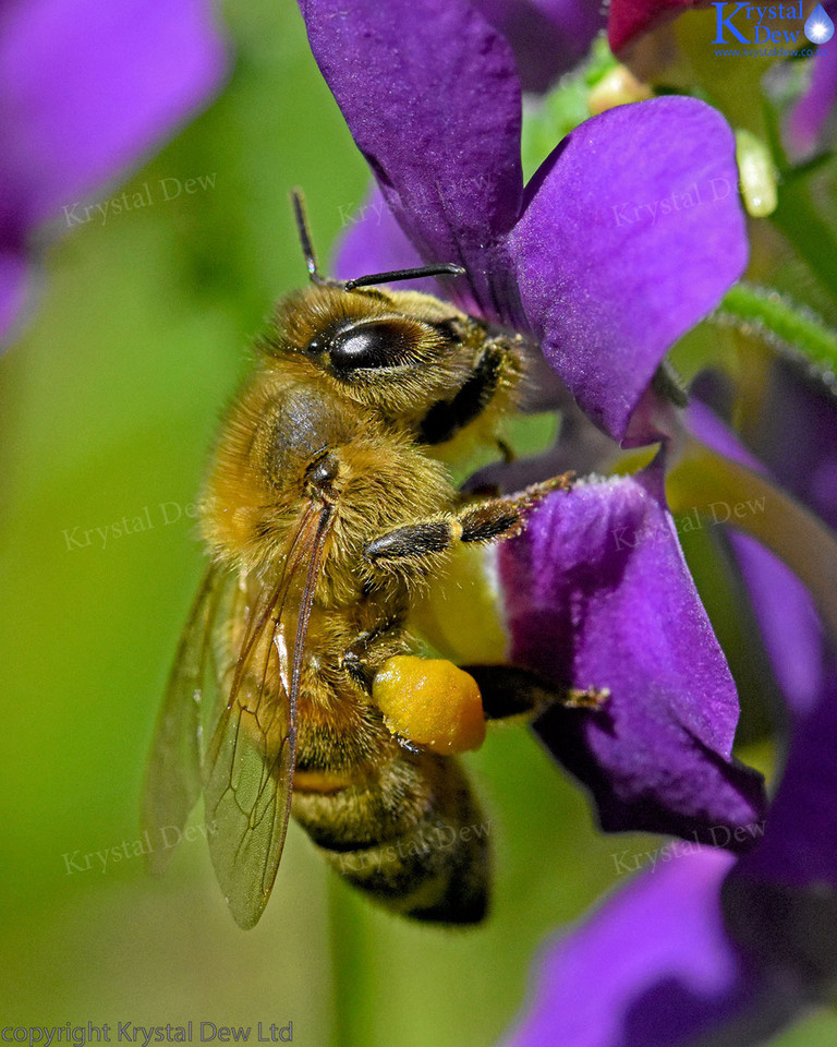 Honey Bee On Nemesia Aromatica