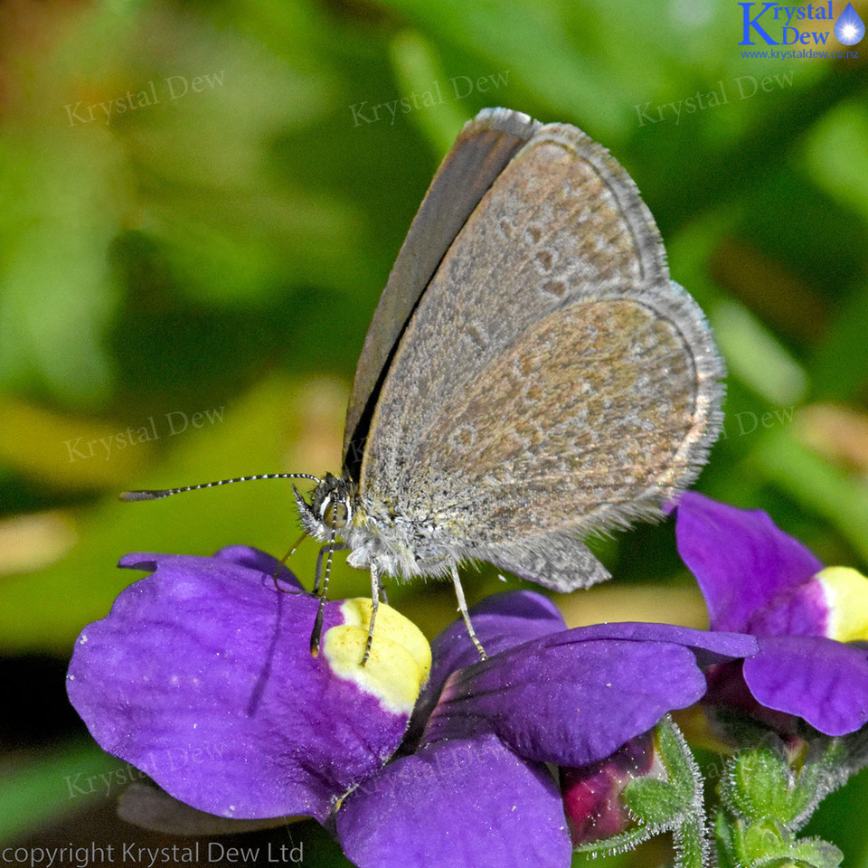 Common Blue Butterfly On Nemesia