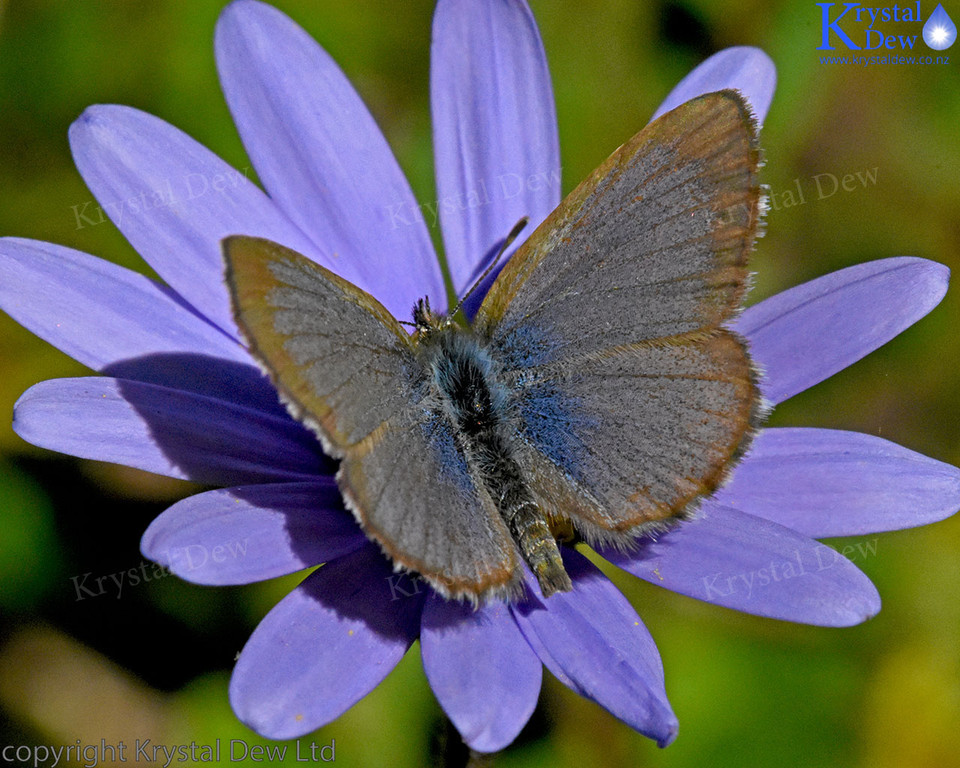 Blue Butterfly On Felicia Amelloides Flower