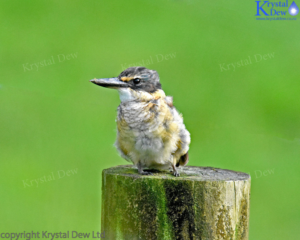 NZ Sacred Kingfisher