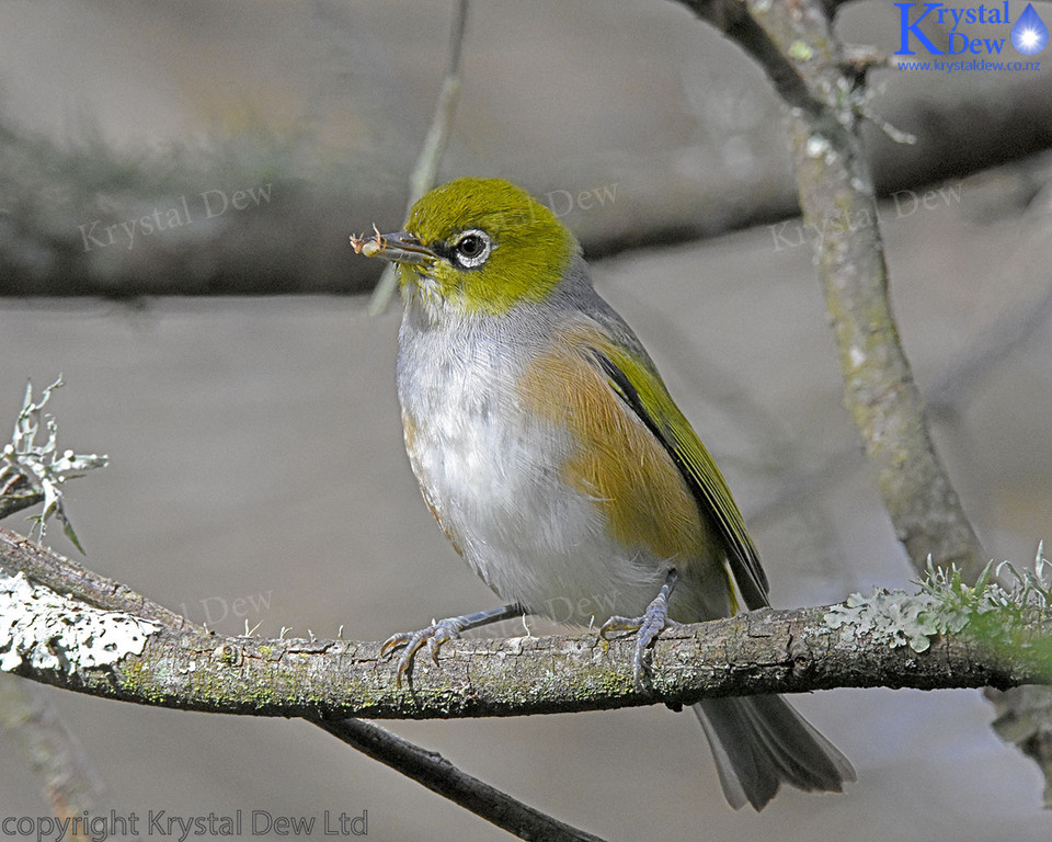 Silvereye/Tauhou