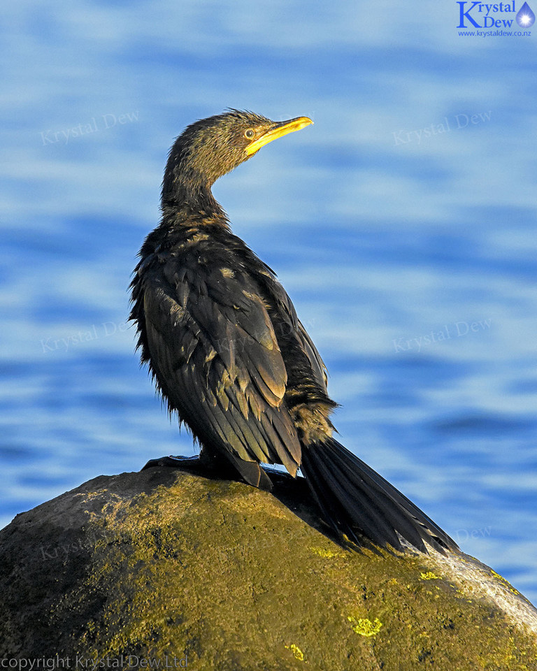 Black Shag On Rock