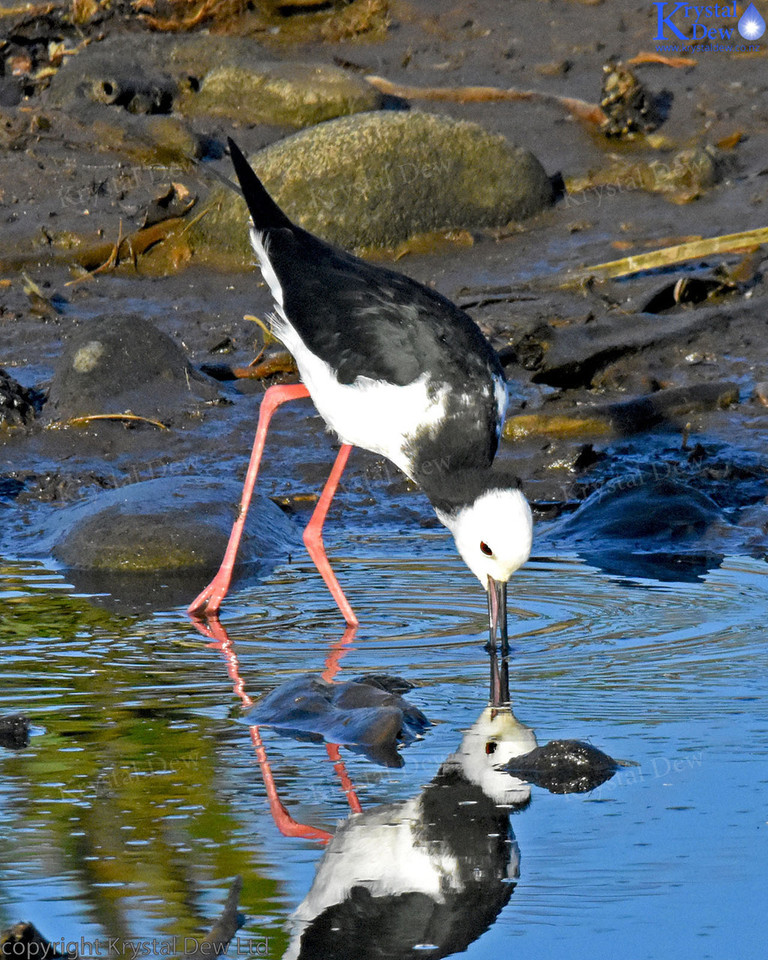 Pied Stilt