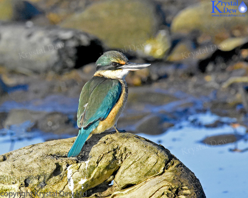 NZ Sacred Kingfisher