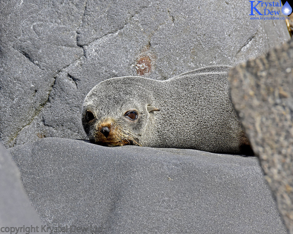 Seal Sunbathing On The Rocks