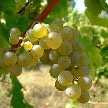 Are all wine vines related? Are all wine vines related?
