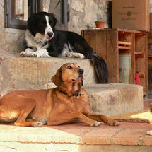 Casavecchia alla Piazza - Re-Inventing the Family Farm Casavecchia alla Piazza - Re-Inventing the Family Farm