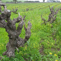 Vieilles Vignes: Do Old Vines Make Better Wine? Vieilles Vignes: Do Old Vines Make Better Wine?