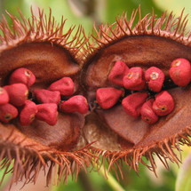 What Is Annatto? How Does It Relate to Cheese?