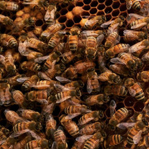 Boston's Best Bees - A Honey Making Adventure Boston's Best Bees - A Honey Making Adventure