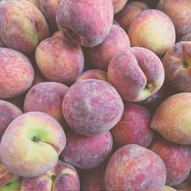 Peaches and Nectarines: A Lesson in Botany